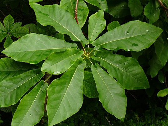 {Magnolia fraseri}